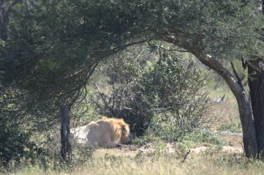 Hayvanat bahçesindeki aslan