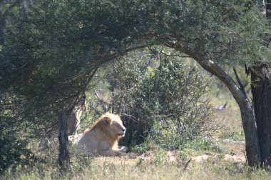 Hayvanat bahçesindeki aslan
