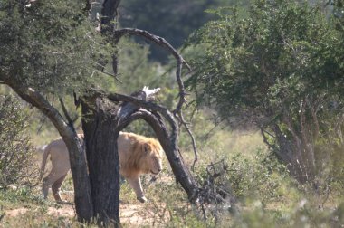 Afrika 'da savanadaki aslan