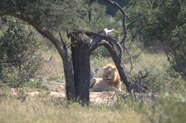 Afrika 'nın güneyindeki Kruger parkında aslan var.
