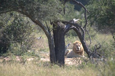 Kruger parkında dişi aslan.