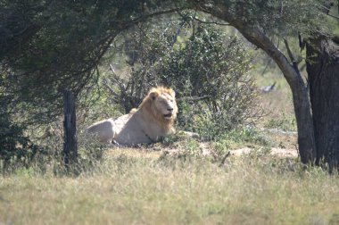 Afrika 'nın bozkırındaki aslan