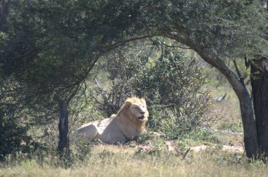 Kenya savanındaki aslan