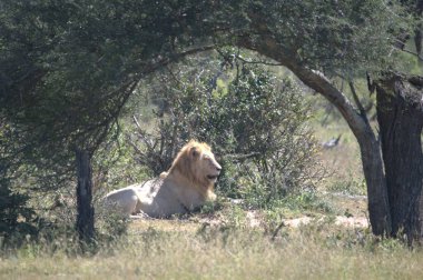Afrika savanasında büyük bir aslan