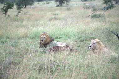 Kenya savanındaki aslan