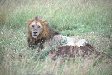 Kenya savanındaki aslan