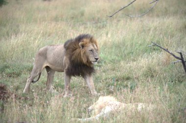 Kenya savanındaki aslan