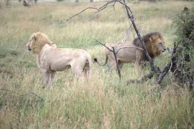 Afrika 'da savanadaki aslan