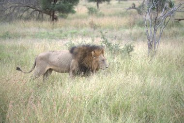 Aslan savanada yürüyor