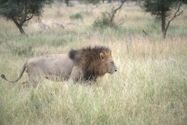 Savanadaki aslan