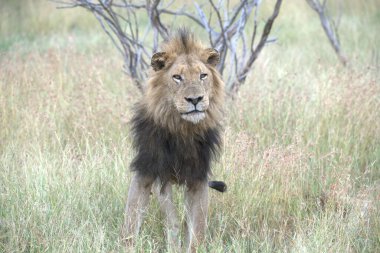 Aslan Kruger Park, Güney Afrika