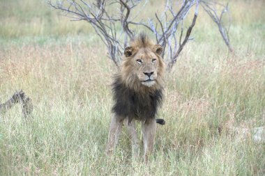 Kenya savanındaki aslan