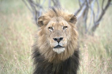 Kenya savanındaki aslan