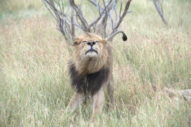 Kenya savanındaki aslan