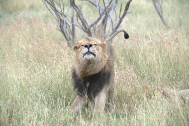Afrika 'daki Kruger Ulusal Parkı' nda aslan var.