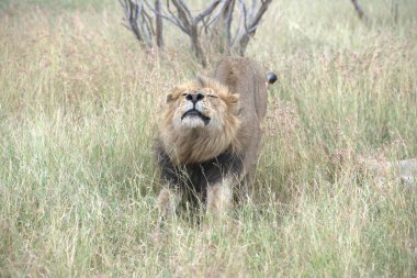 Kenya savanındaki aslan