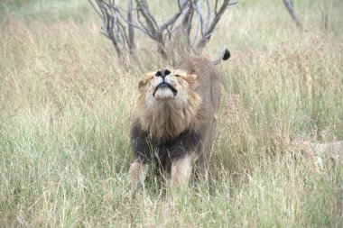 Kenya savanındaki aslan