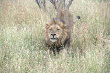 Aslan vahşi, hayvan, hayvan