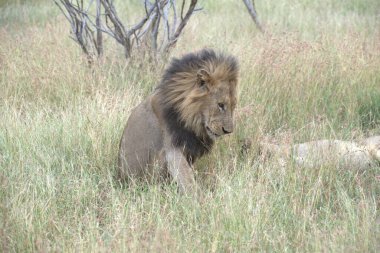 Kenya bozkırında bir aslan