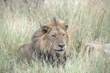 Kenya savanındaki aslanlar