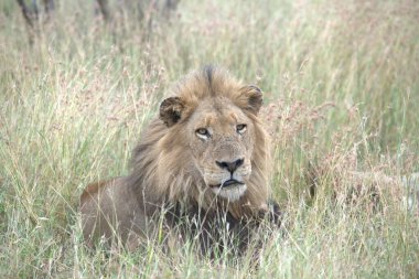 Kenya savanındaki aslan