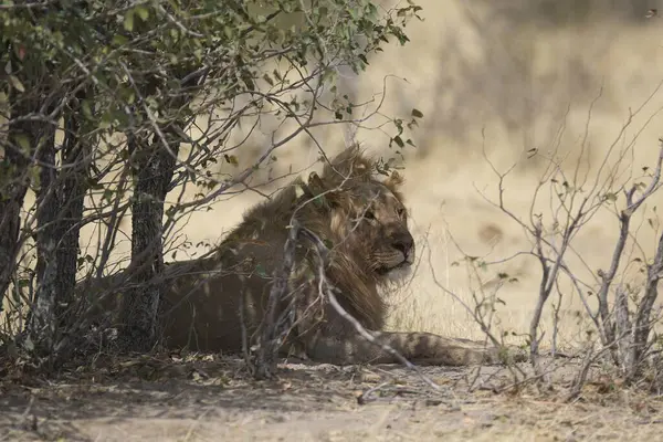 Kenya 'nın doğasında aslan