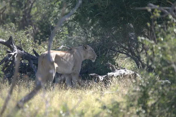 Güney Afrika 'daki Kruger Ulusal Parkı' nda Aslan