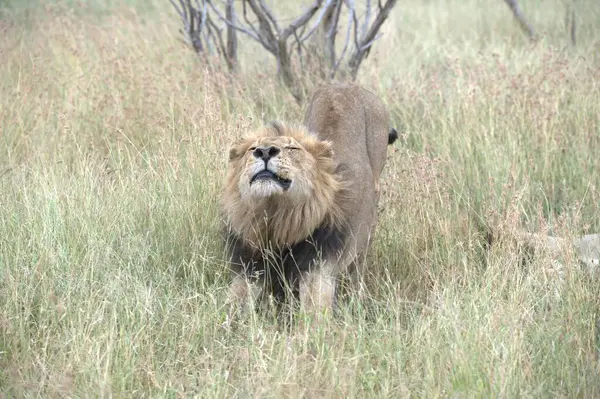 Hayvanat bahçesindeki aslan