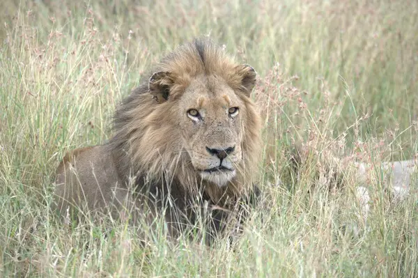 Kenya savanındaki aslan