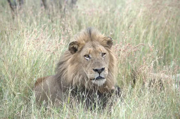 Kenya savanındaki aslan