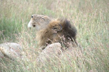 Çim döşeme aslan yavrusu.