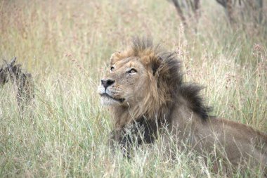 Kenya savanındaki aslan