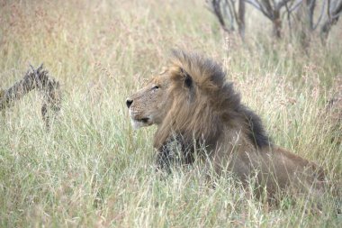 Savananın savanasında, çayırdaki aslan, Kenya
