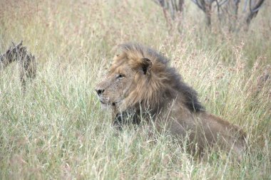 Afrika 'daki savanda aslanlar