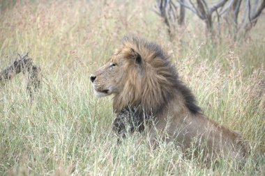 Kenya savanındaki erkek aslanlar