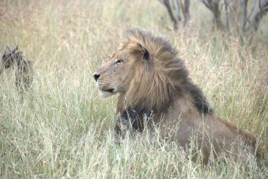 Güney Afrika 'daki Kruger Ulusal Parkı' nda aslan var.