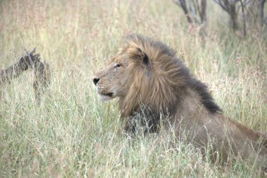 Erkek bir aslan oturuyor ve bulanık bir arka planı olan kameraya bakıyor.