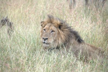 Aslan erkek aslan (panthera leo )