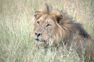 Kenya savanındaki aslan