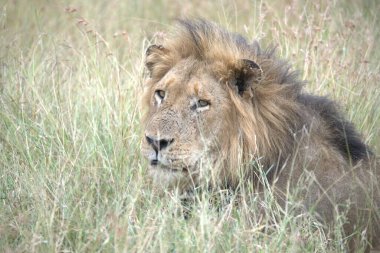 Erkek aslan Botswana 'daki Chobe Ulusal Parkı' nda çimenlerde dinleniyor..