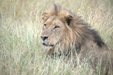 Aslan (panthera leo), panthera leo, kenya africa