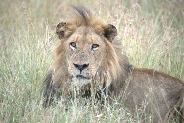 Kenya bozkırında bir aslan