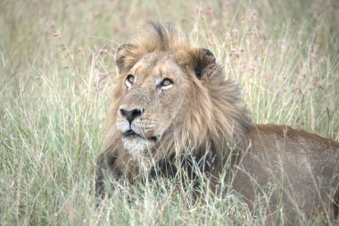 erkek aslan çim dinlenme.