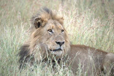 Kenya savanındaki aslan