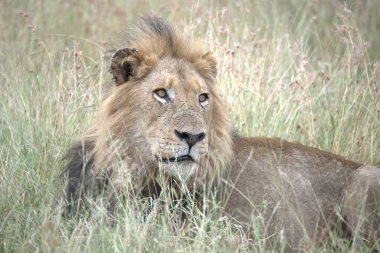 Kenya savanındaki aslan