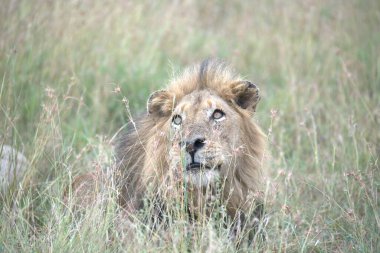 Kenya savanındaki aslan