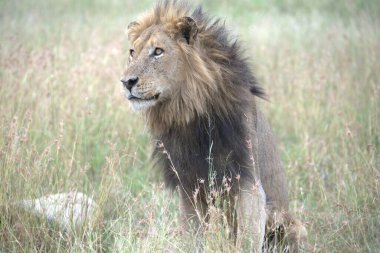 Erkek aslan çimlerde