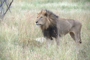 erkek aslan çim yürüyüş