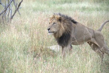 Aslan (panthera leo) savanada