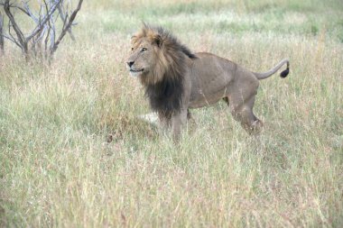 Afrika savanındaki aslanlar